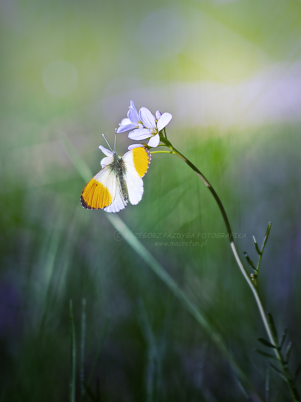 Zorzynek rzeżuchowiec (Anthocaris cardamines)