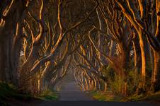 The Dark Hedges