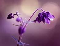 Aquilegia