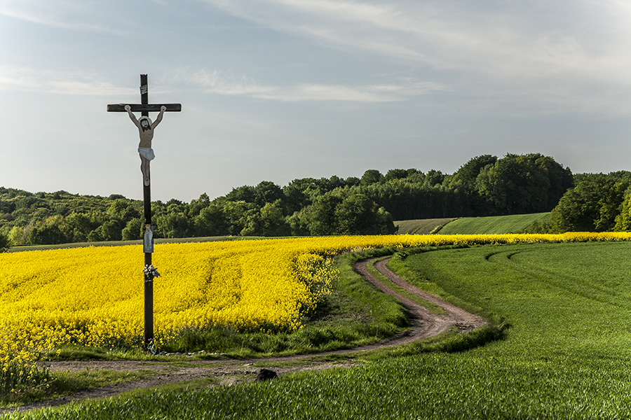 Krzyż i rzepak