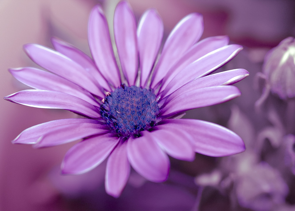 African daisy