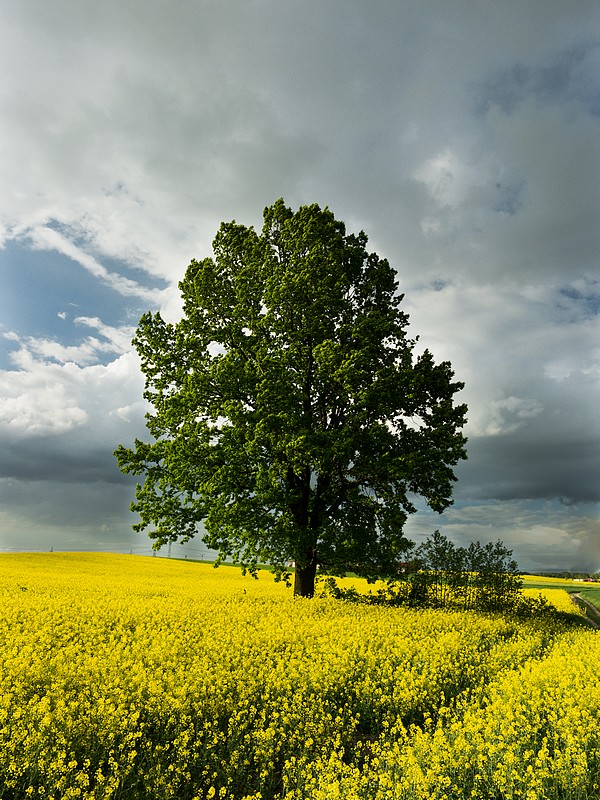 Wiosna na Mazowszu