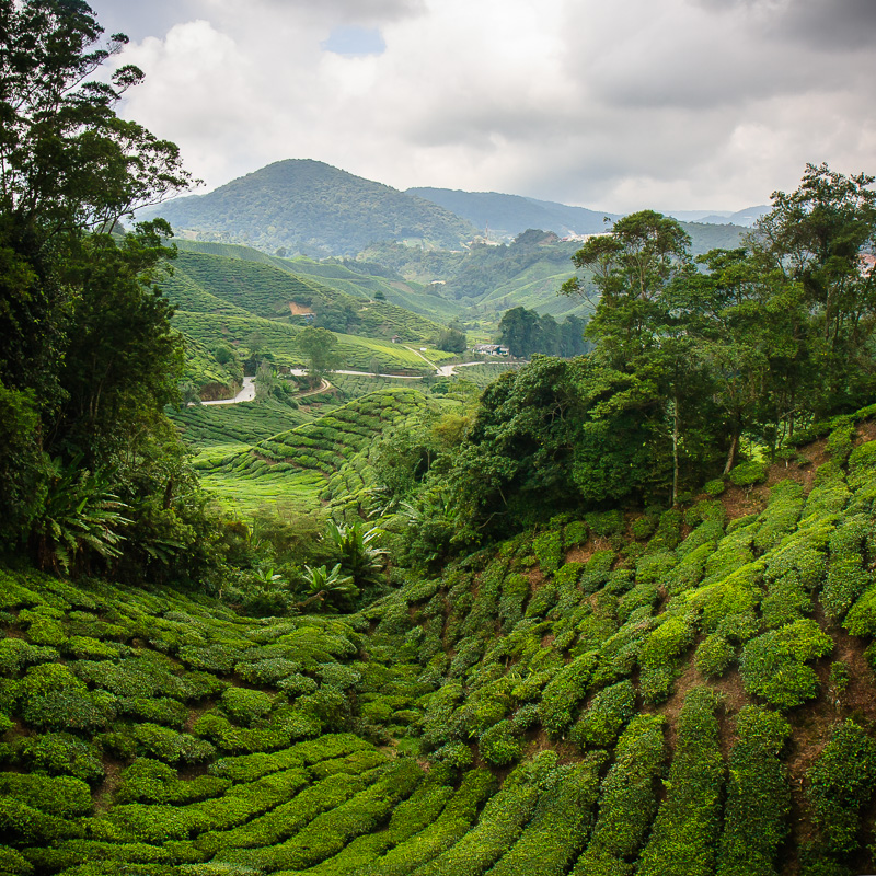 Cameron Highlands 1