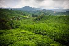 Cameron Highlands 3