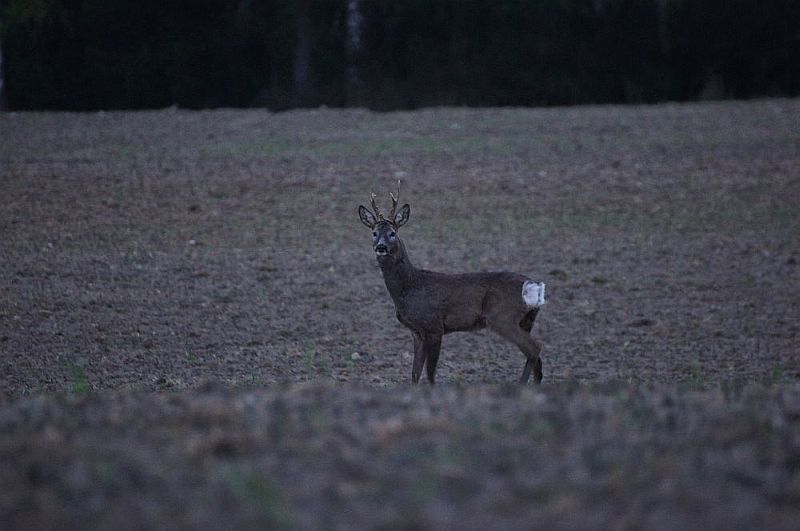 Koziołek