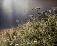 Beskid porankowo