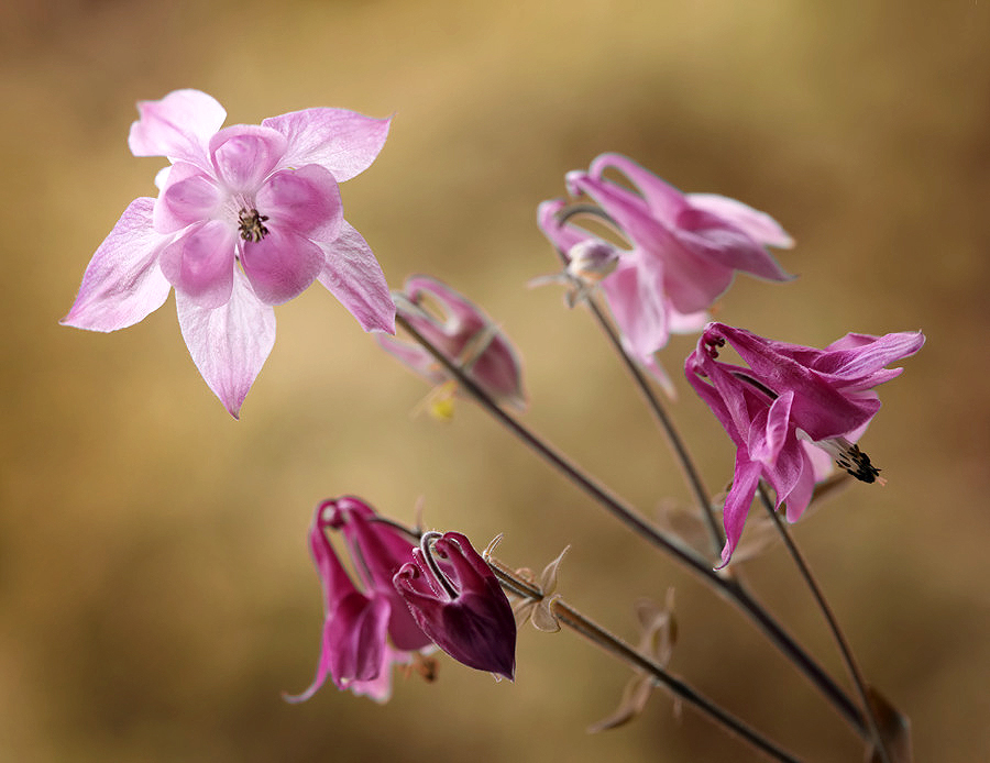 Aquilegia