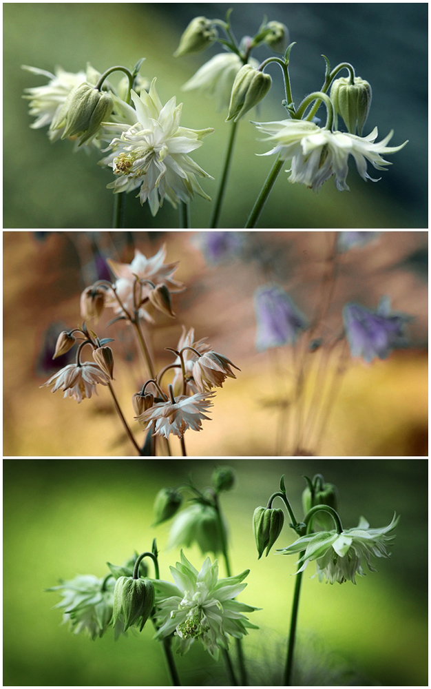 Aquilegia mix