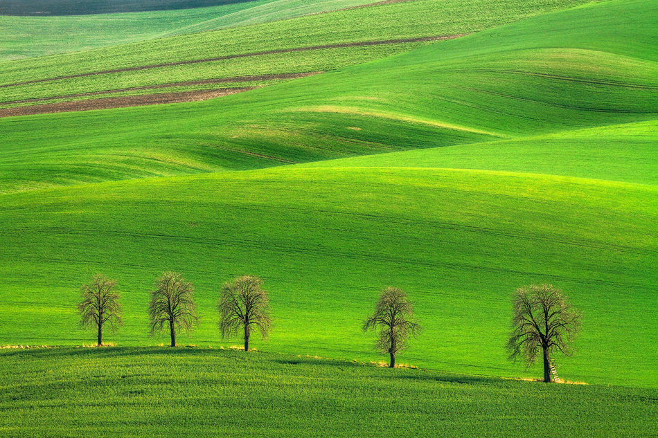 Fields of Green Velvet....