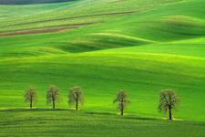 Fields of Green Velvet....