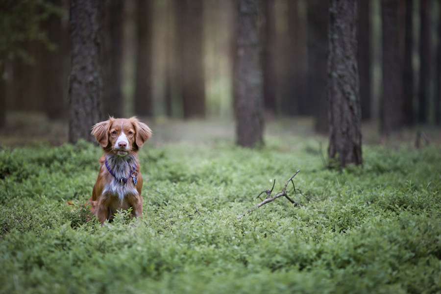 Doris in the wood