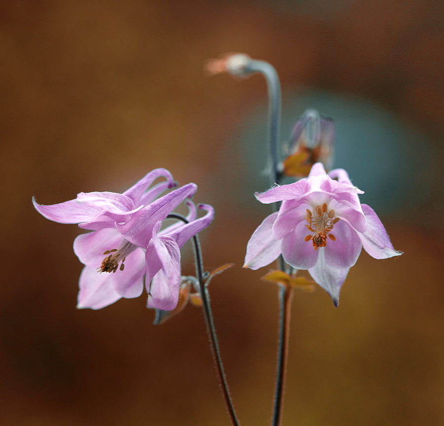 Aquilegia