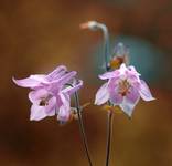 Aquilegia