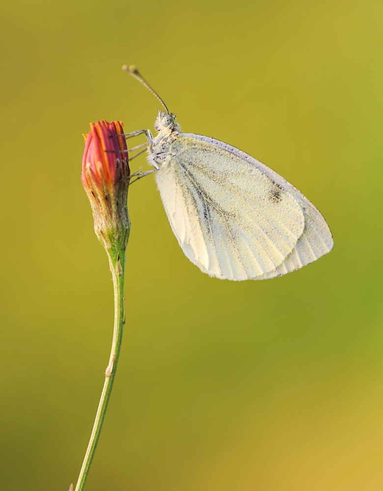 Bielinek Bytomkowiec Pieris napi