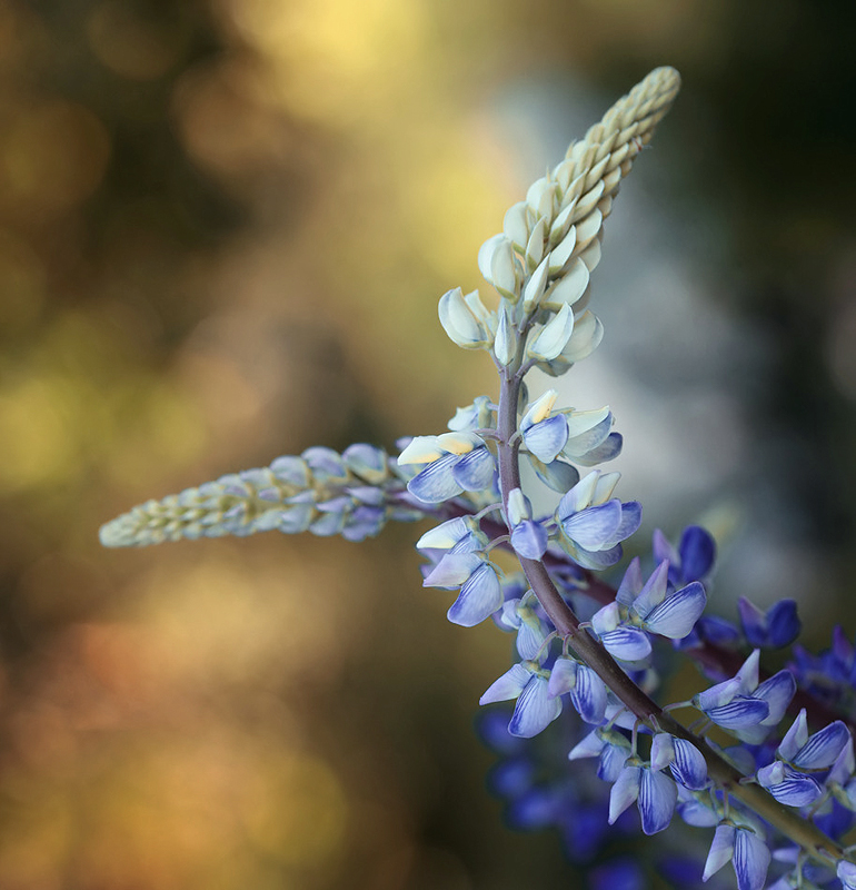 Lupinus