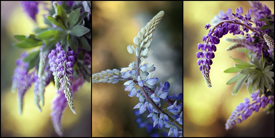 Lupinus