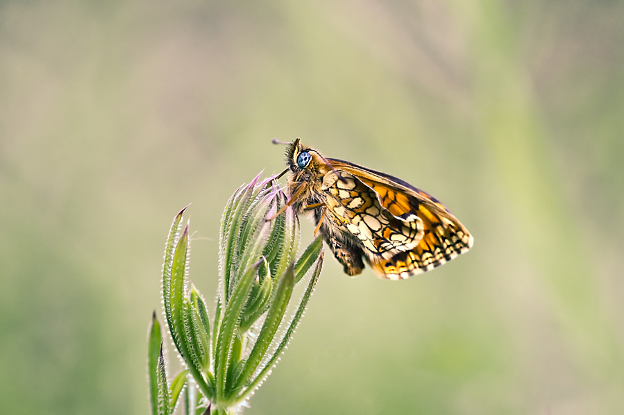 Przeplatka maturna