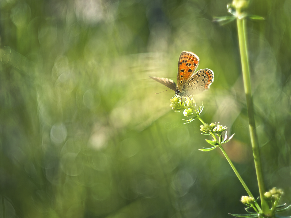 Czerwończyk uroczek (Lycaena tityrus)