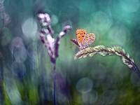 Czerwończyk uroczek (Lycaena tityrus)