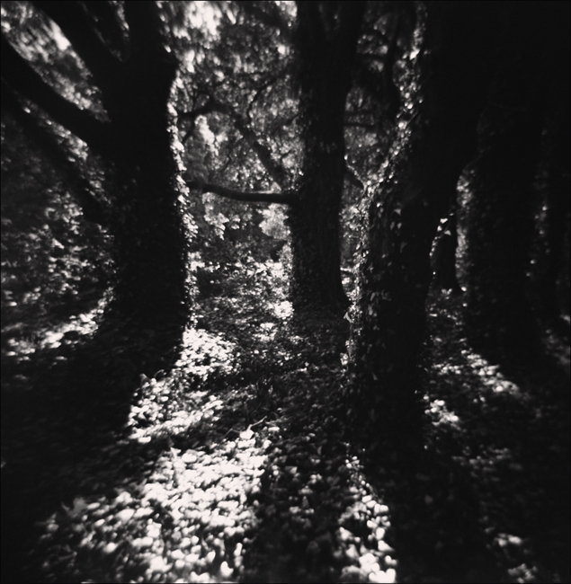 Dark Trees