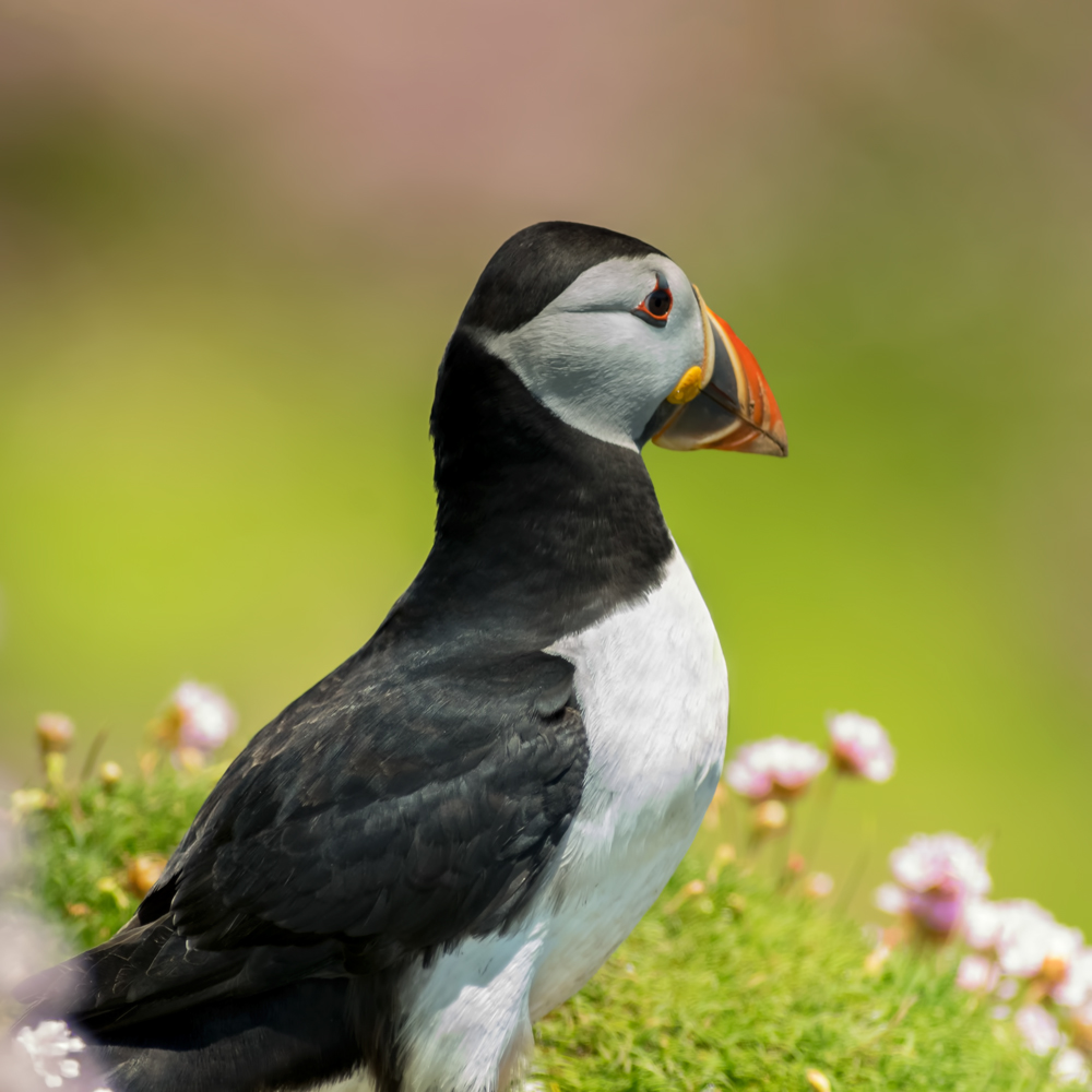 Puffin