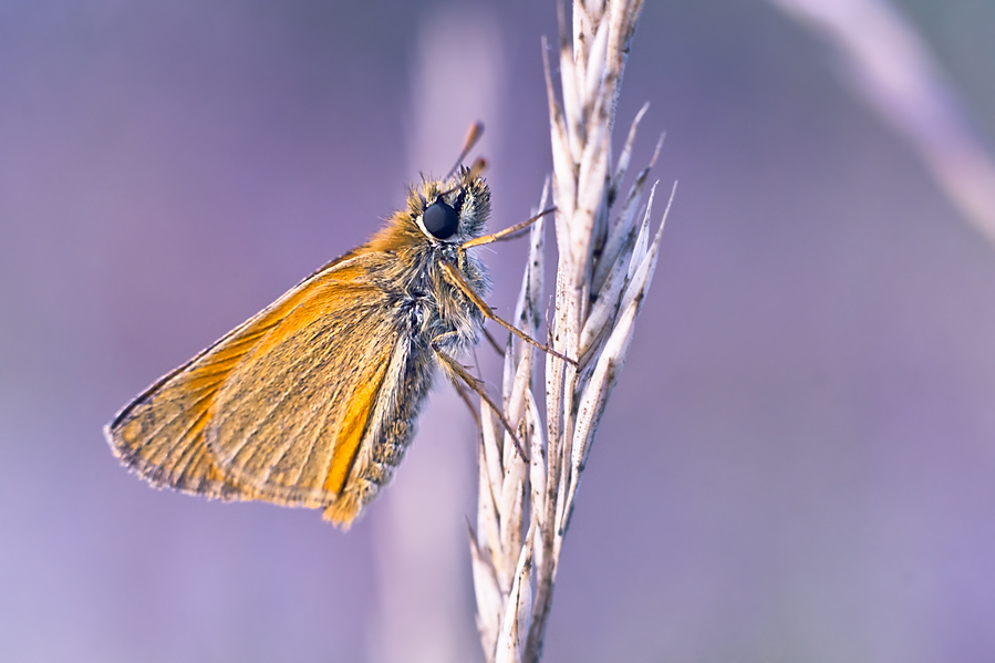 Papilion Schmetterling :)