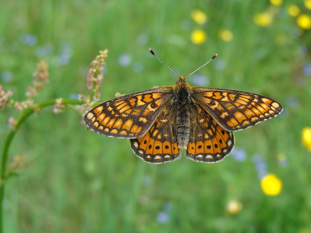 Przeplatka aurinia