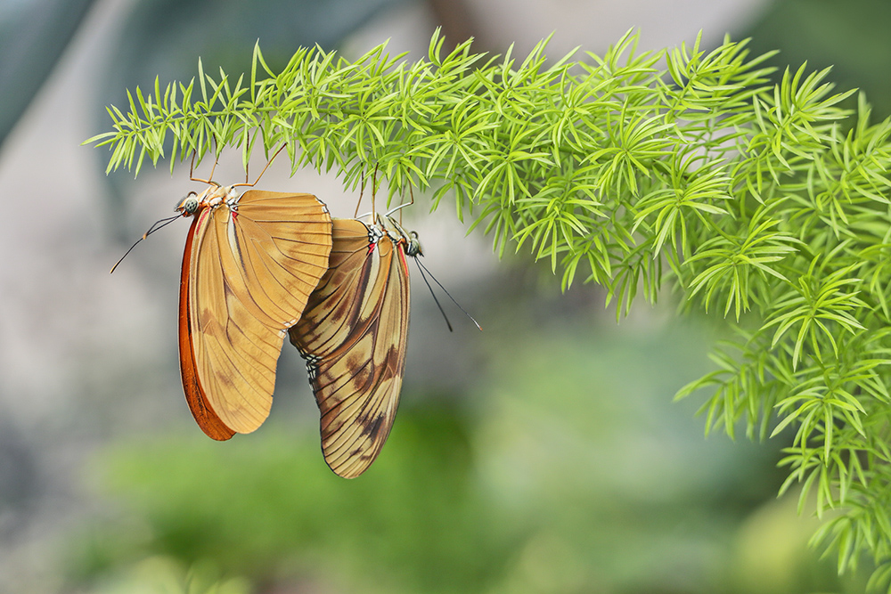 Dryas julia