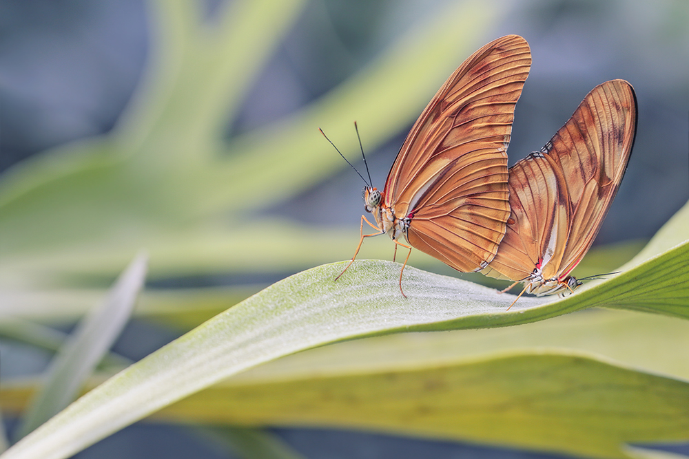 Dryas julia