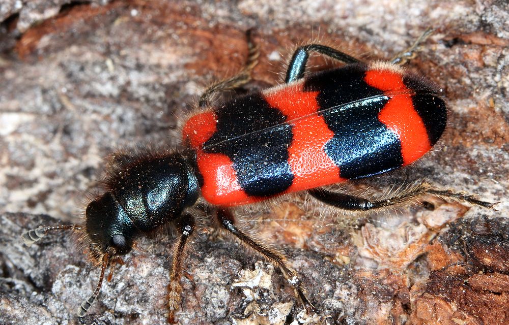 Trichodes apiarius