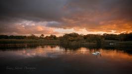 Ross Castle Swans