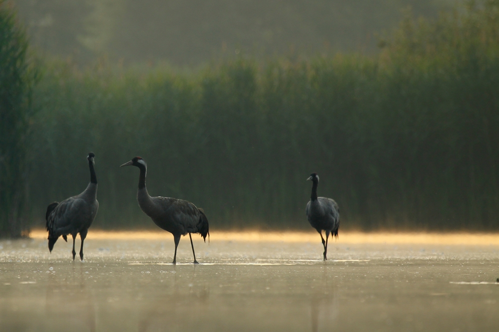 Żurawie (Grus grus)