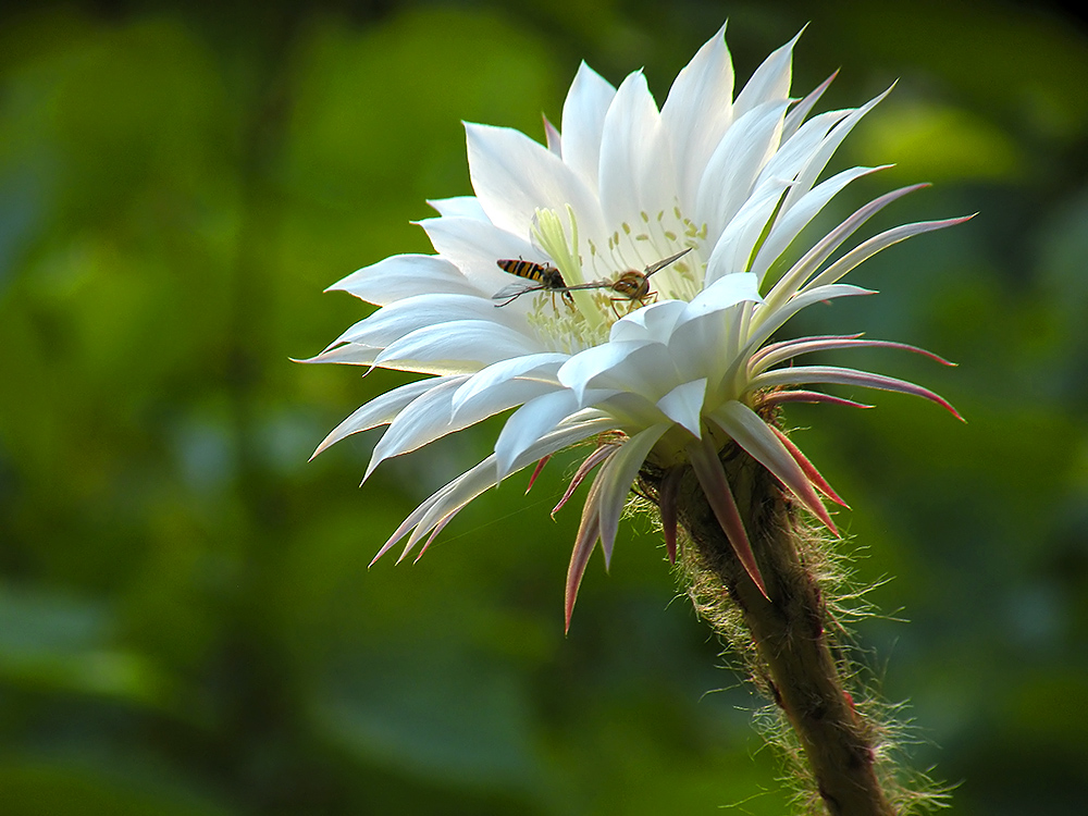 Echinopsis...