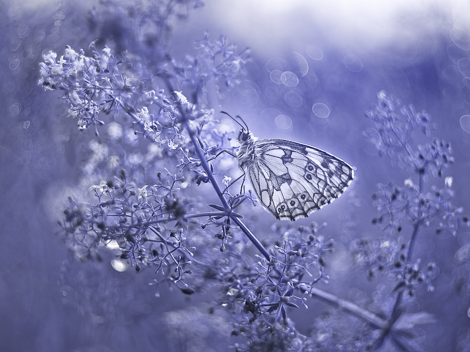 Polowiec szachownica (Melanargia galathea)