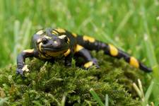 Salamandra plamista  ( Salamandra Salamandra )