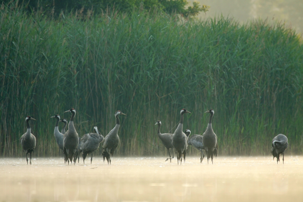 Żurawie (Grus grus)