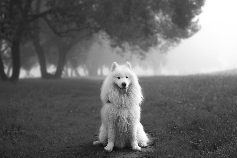 Dog in the fog