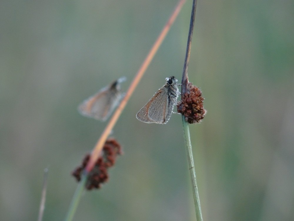 Karłątki