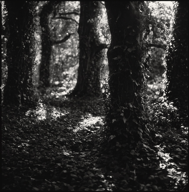 Dark Trees