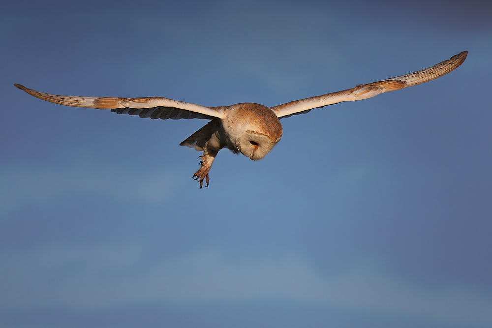 Płomykówka (Tyto alba)