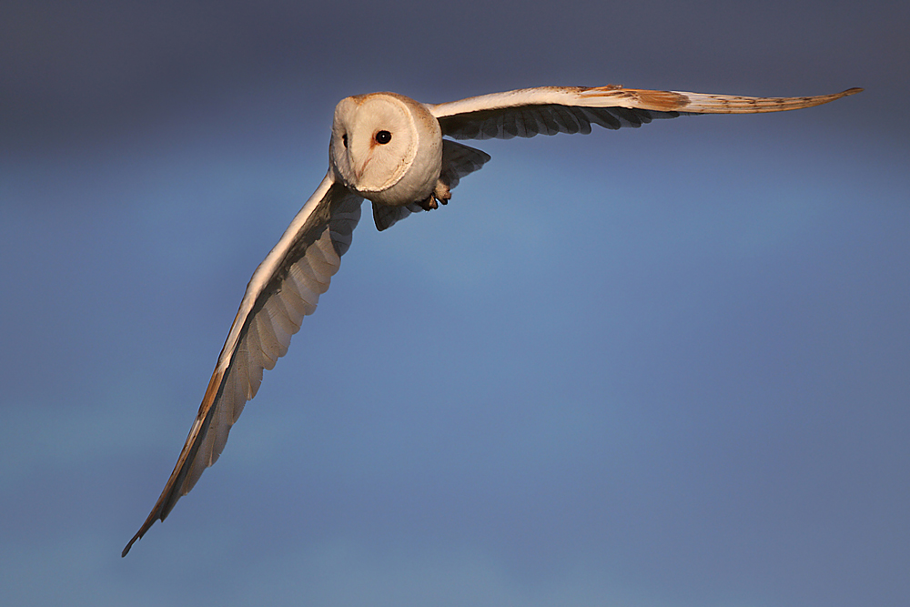 Płomykówka (Tyto alba)