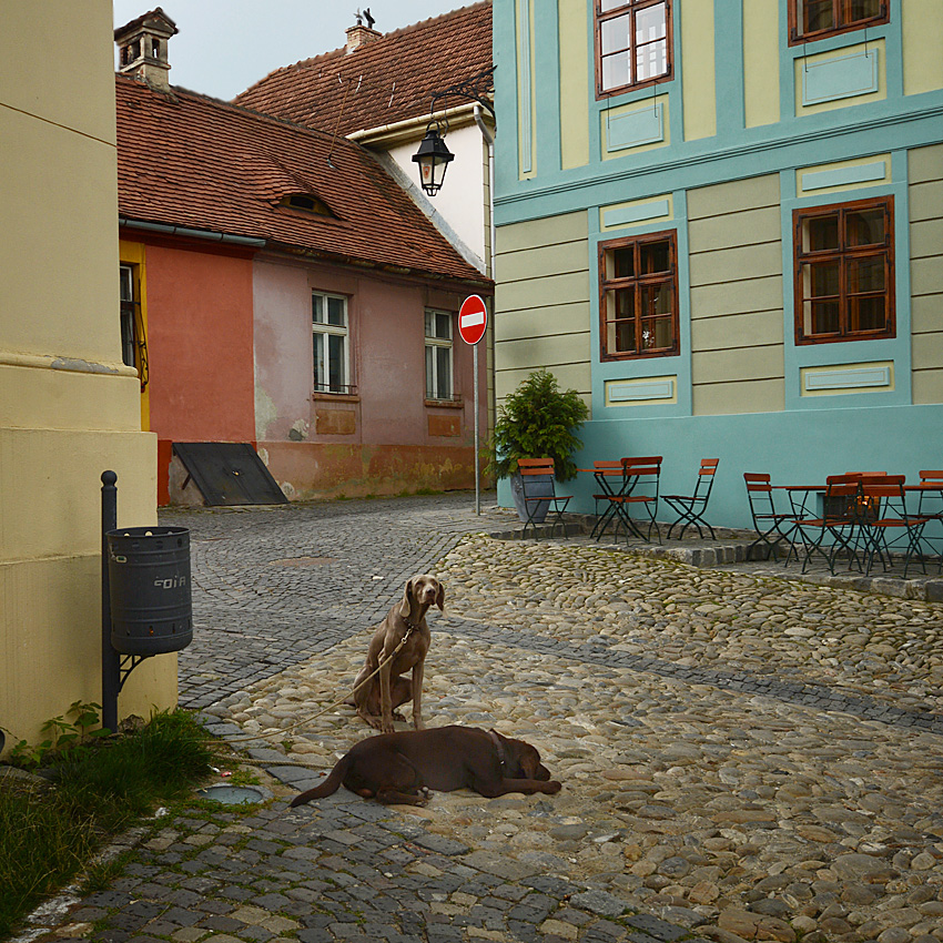 Sighisoara 5