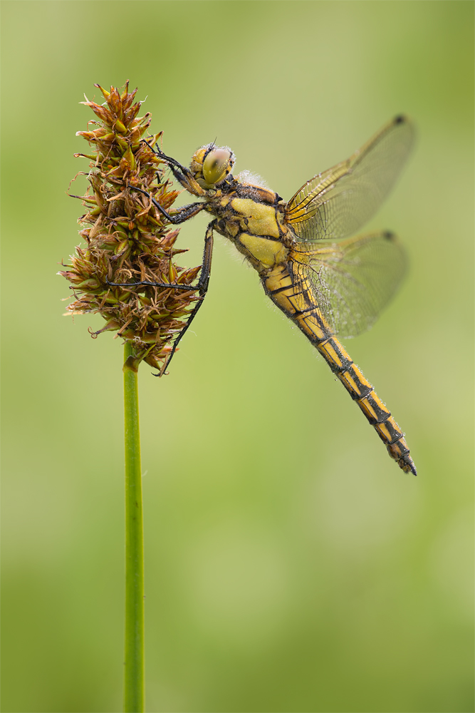 Lecicha pospolita