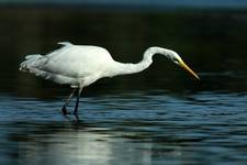 Czapla biała (Ardea alba)