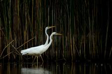 Ardea alba duocefalis