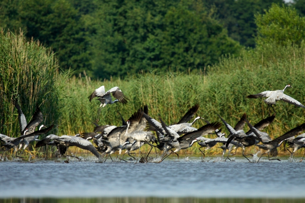 Żurawie (Grus grus)