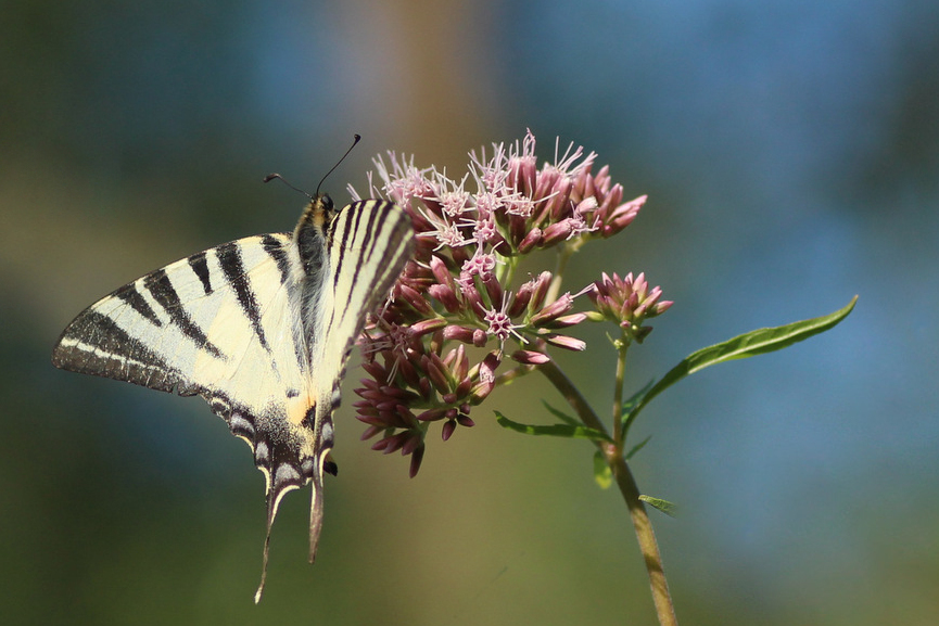 Iphiclides podalirius