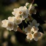 Philadelphus coronarius