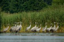 Żurawie (Grus grus)