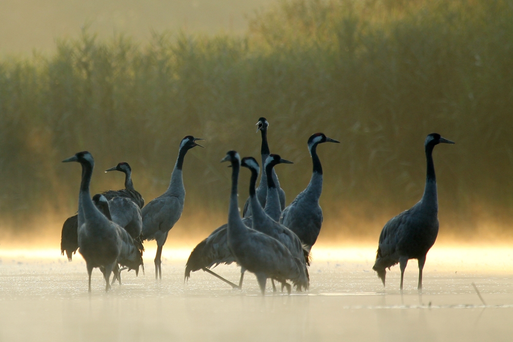 Żurawie (Grus grus)